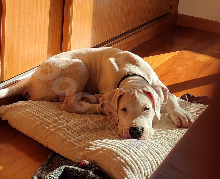 10 consejos clave para criar a tu perro Estrella