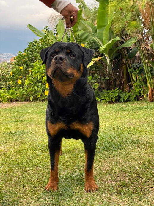Los Rottweilers como Perros Guardianes