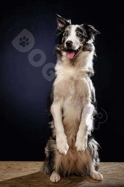 Border Collie: La raza de perro inteligente y ágil. Conoce a nuestra DogStar, Kabuki.