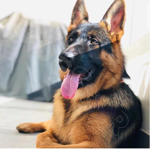 Las 5 razas caninas más populares como mascotas en la última década