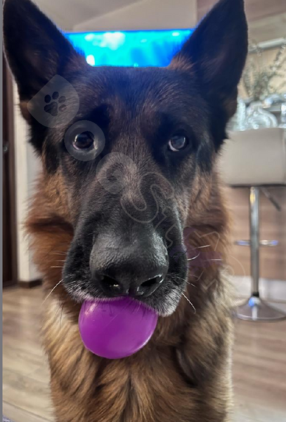 Pastor Alemán: Belleza, Inteligencia y Lealtad en una Sola Raza