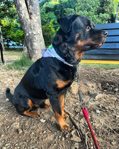 El Rottweiler: Un Compañero Poderoso y Protector