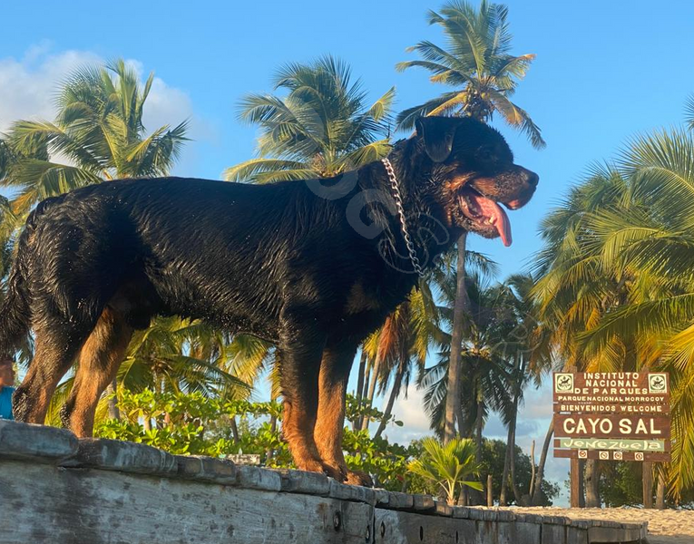 Cuidado y Entrenamiento del Rottweiler